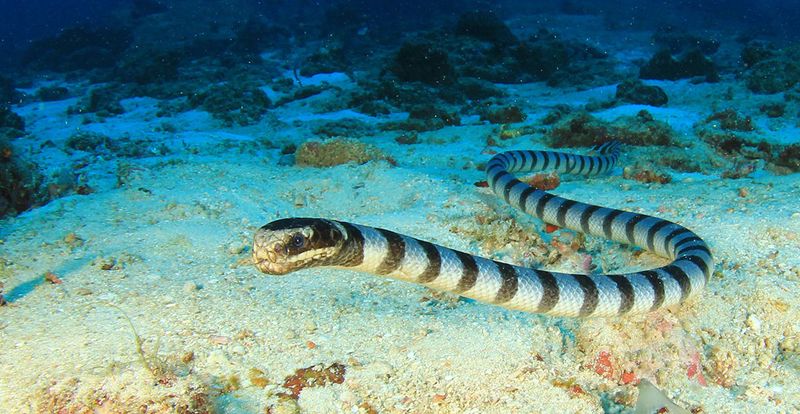 Sea Snakes: Underwater Serpents