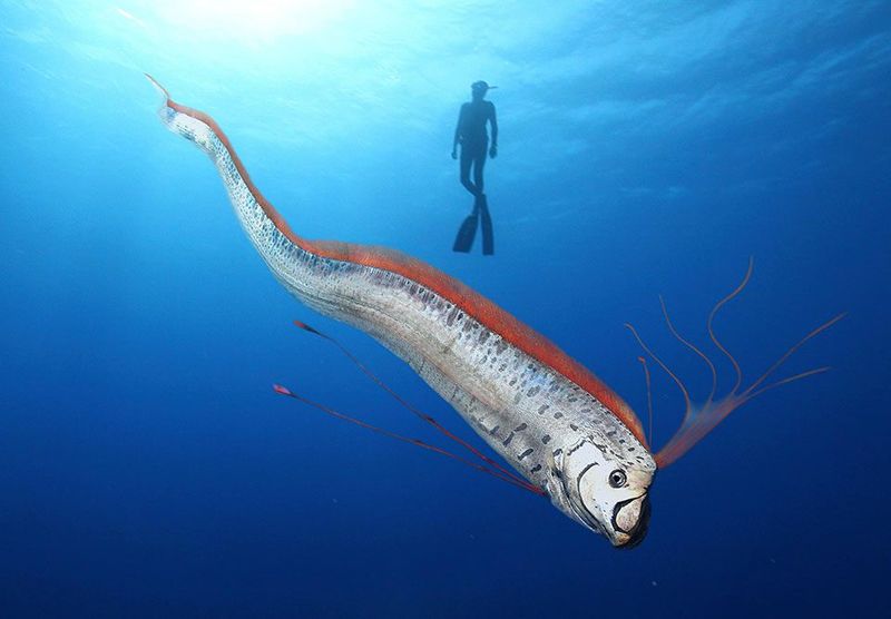 Giant Oarfish