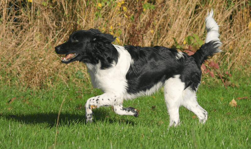 Stabyhoun
