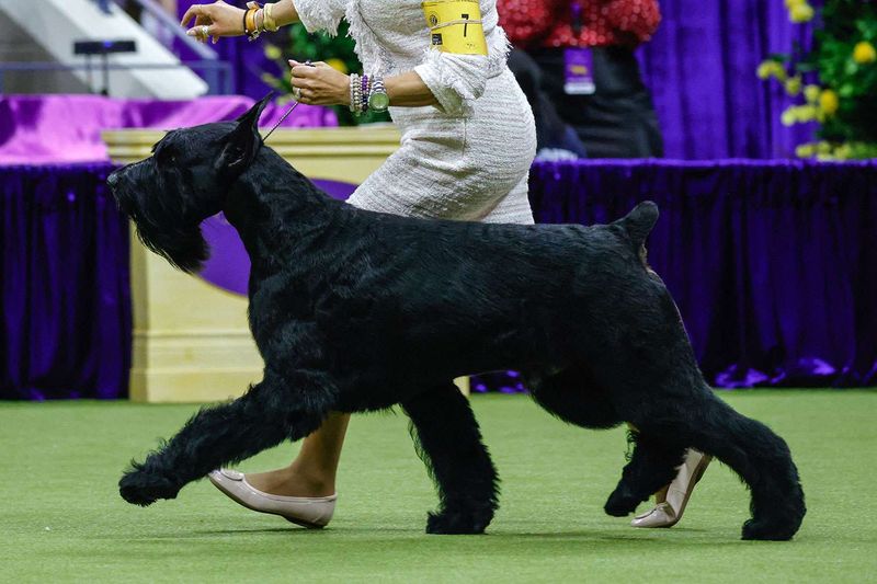 Giant Schnauzer