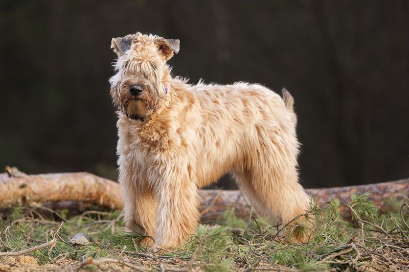 Irish Treasures With Wheaten Coats