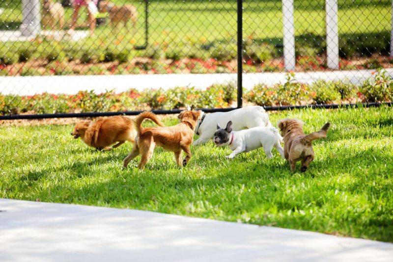 Appropriate Dog Park Introduction