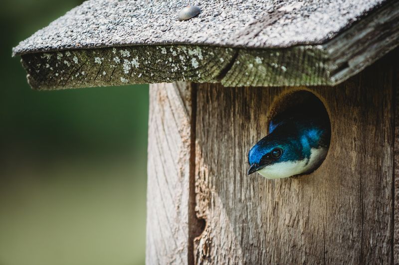 Regional Bird Calendars Guide Timing