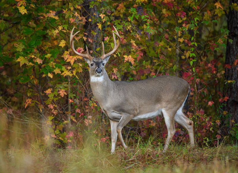 Deer Develop Tarsal Sweat Perfume