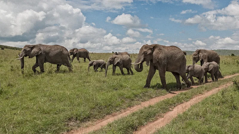 Human-Wildlife Coexistence Strategies