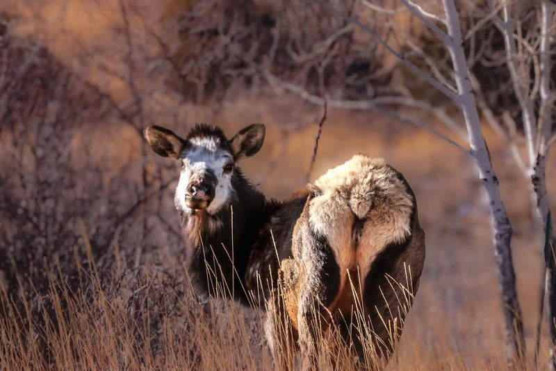 Previous Sightings In Colorado