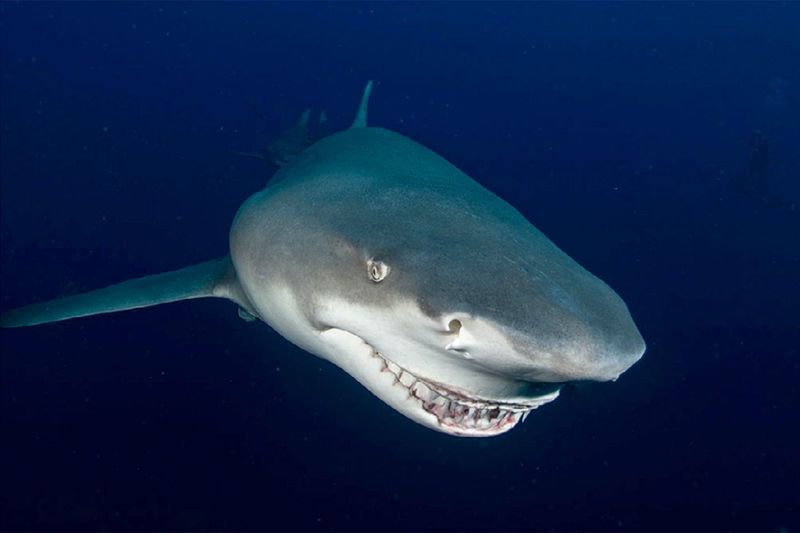 St. Johns River: Florida's Shark Highway