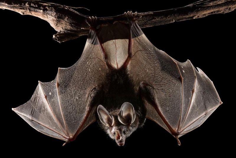 Spectral Bat: Giant Night Predator