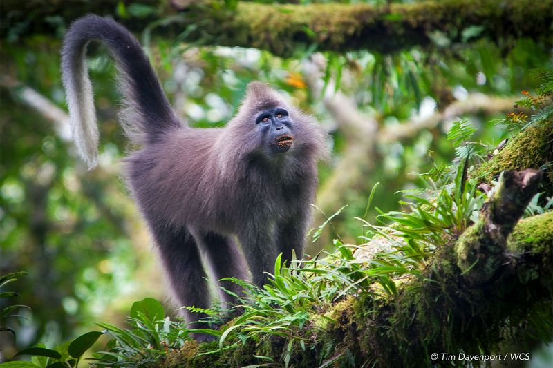 Kipunji: The Monkey Discovered By Text Message