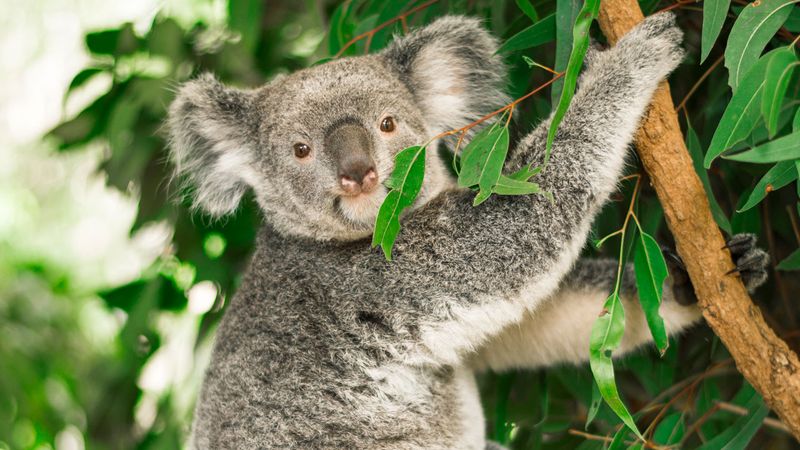 Eucalyptus Detox Masters