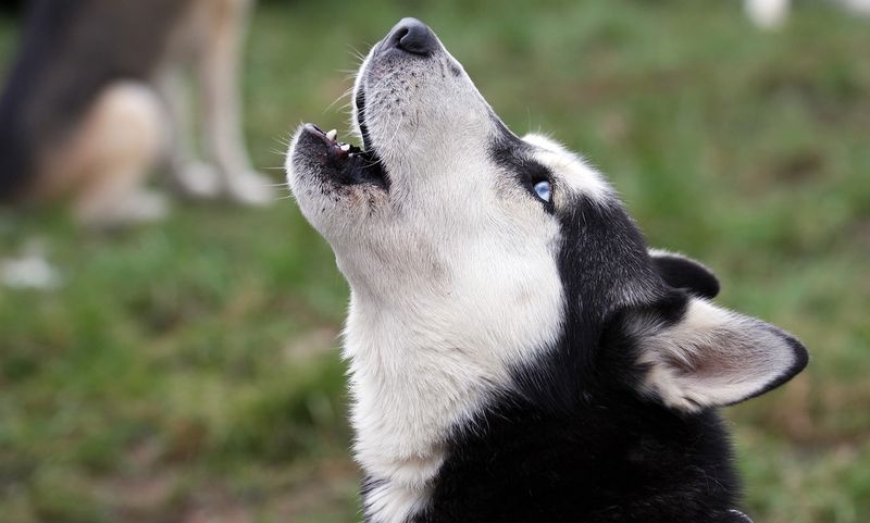 Free-Spirited Siberian Huskies