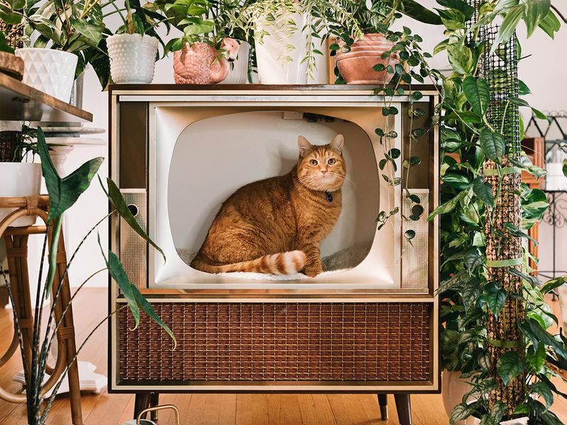 Provide Elevated Perches