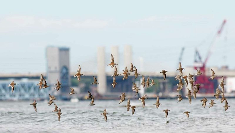 Urban Heat Island Detours