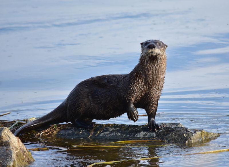 River Otters