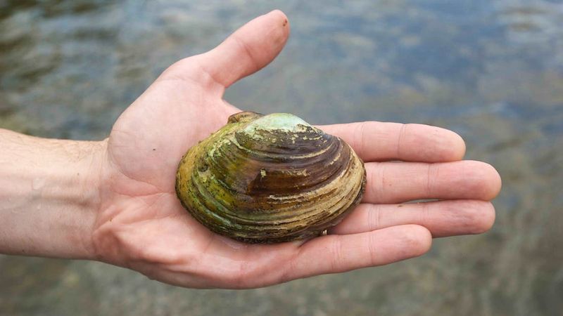 Freshwater Mussels