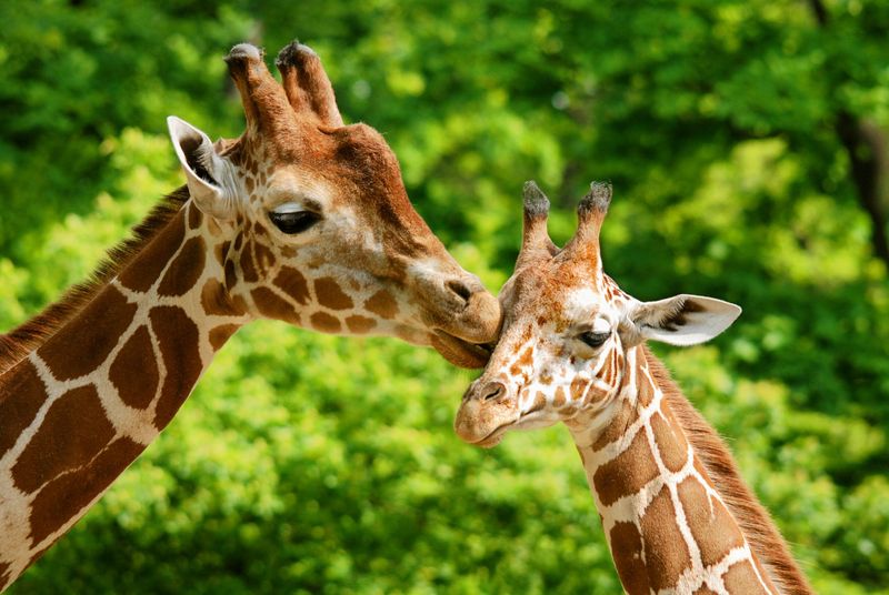 Giraffes