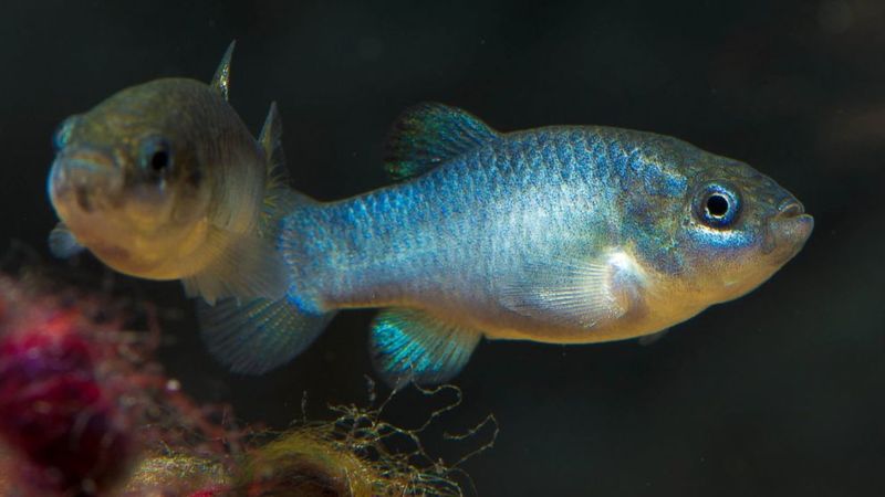 Rare Fish Populations Stabilize