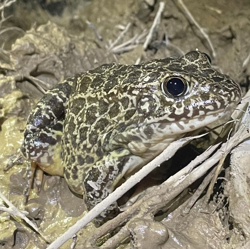 Citizen Science Champions