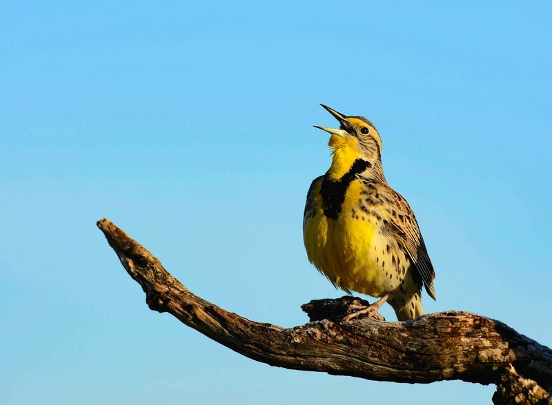 Bird Populations Bounce Back