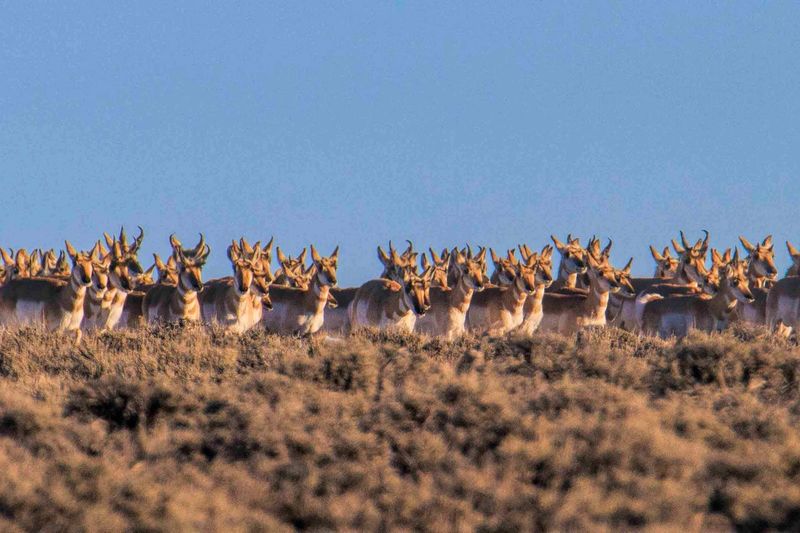 Record-Breaking Migrations