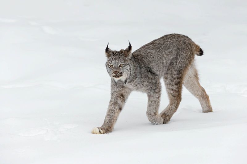 Mountain Mystery – Canada Lynx