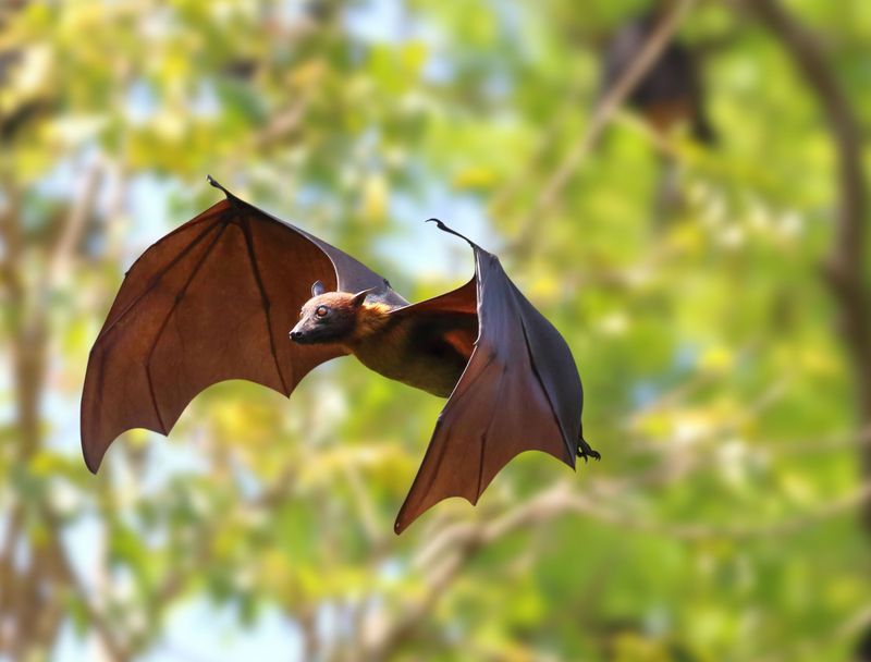 Bats: Nighttime Mosquito Hunters