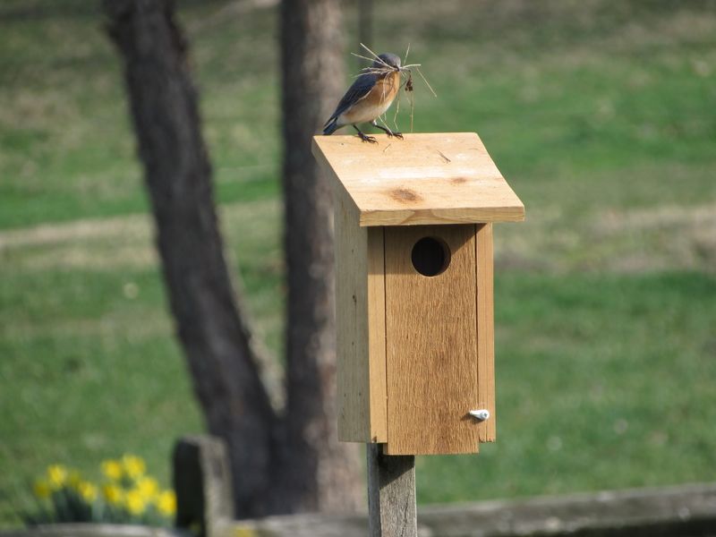Mounting Height And Location
