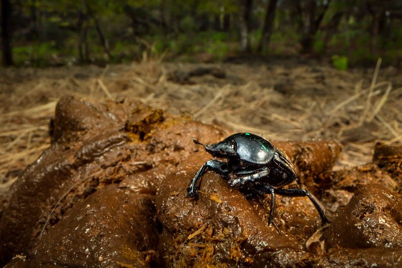 Insect Communities Diversify