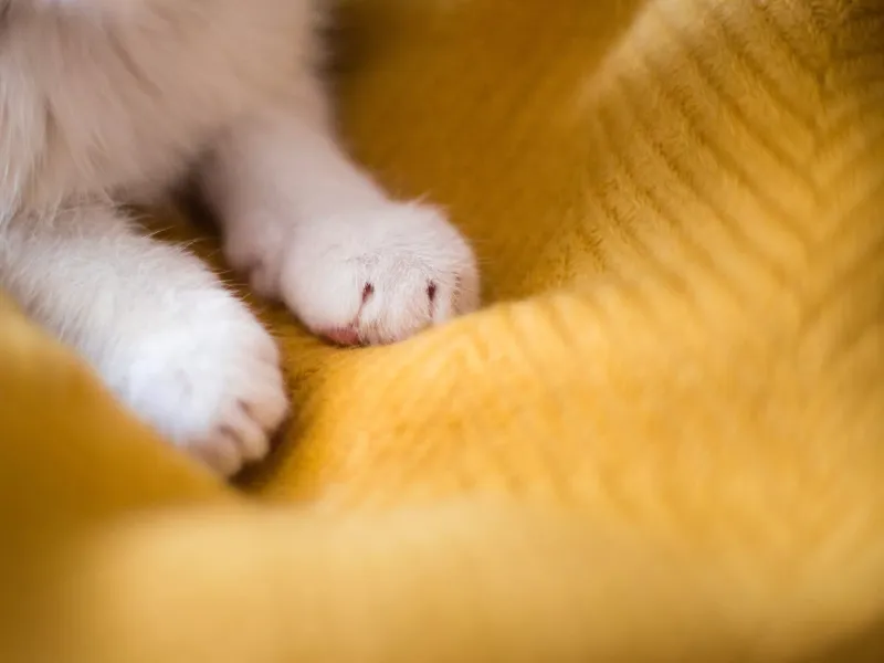 Kneading Behavior On Soft Surfaces
