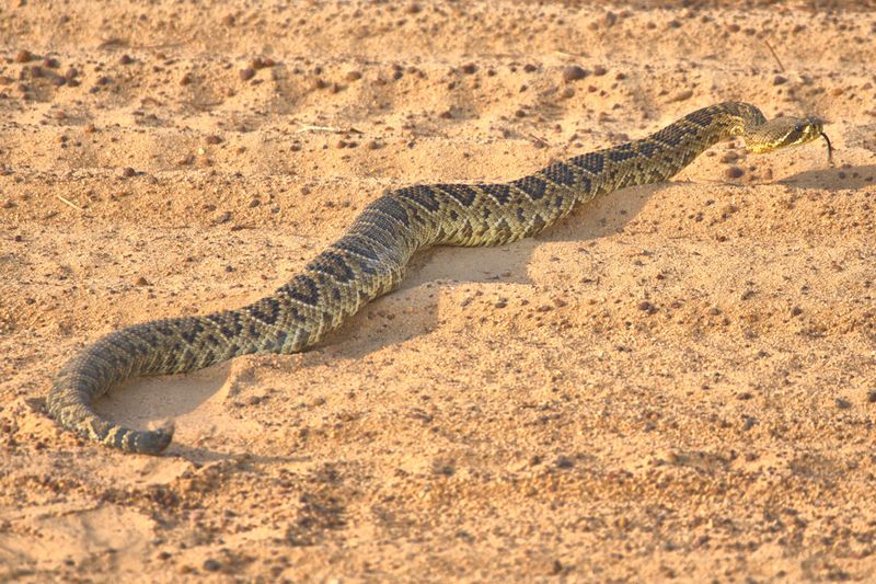 Sunbathing Reveals Health Status