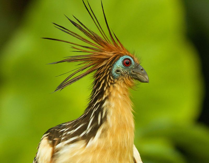 Evolutionary Mystery
