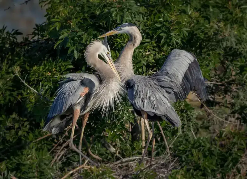 Territorial Displays Straight From Prehistory