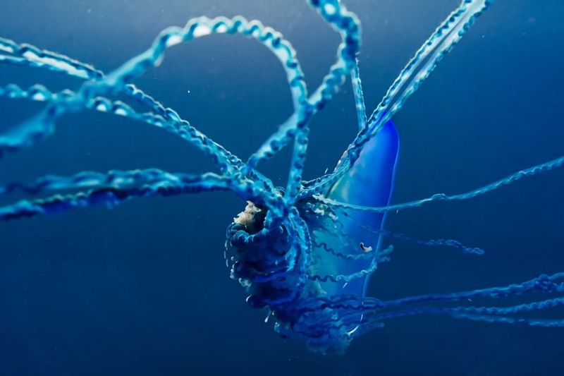 Barbed Assassin: The Portuguese Man O' War