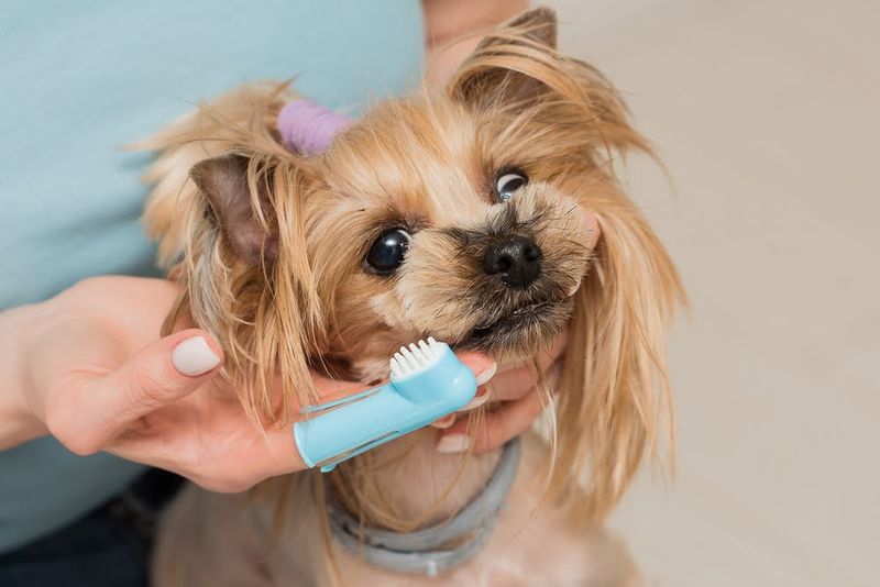 Daily Dental Care Prevents Problems