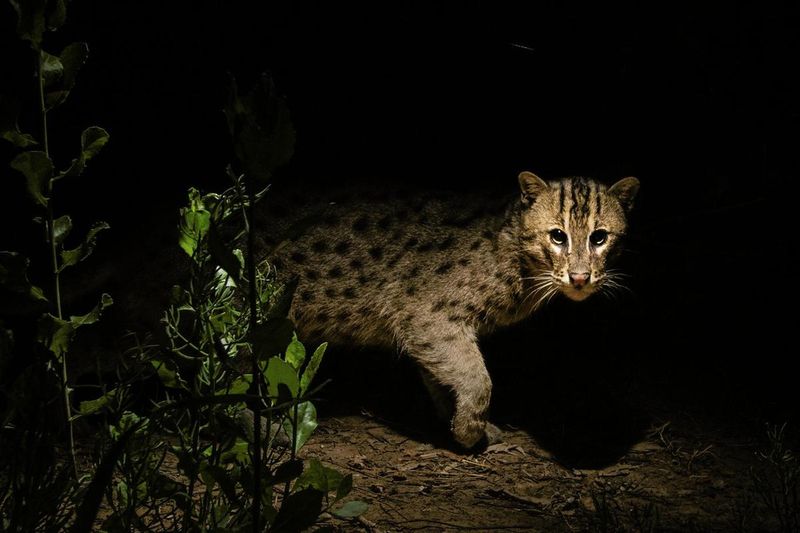 Avoid Nighttime Yard Access