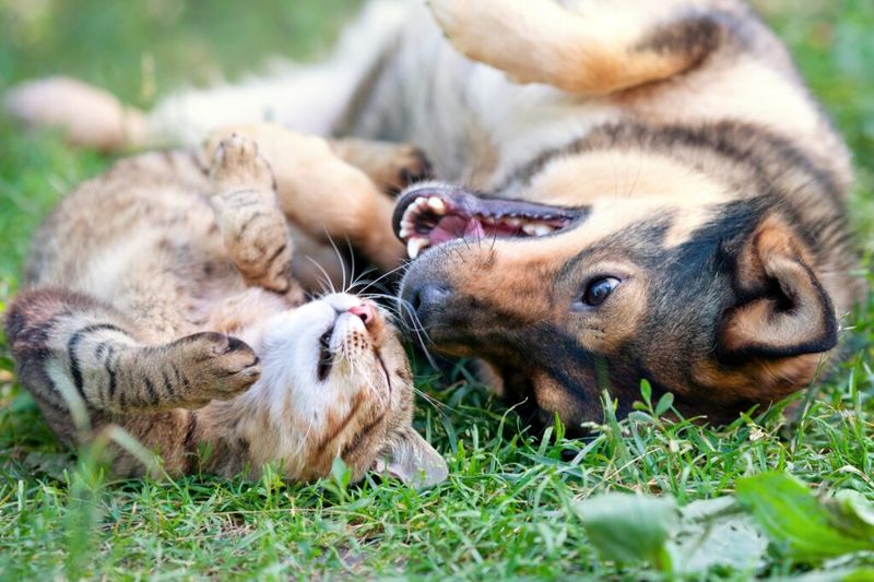 Manage Introductions With Resident Pets Carefully