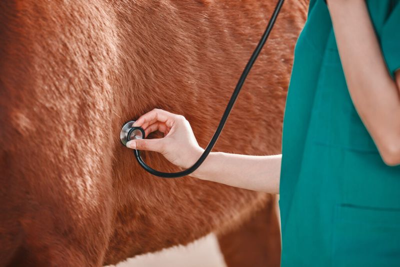 Check Your Horse's Health
