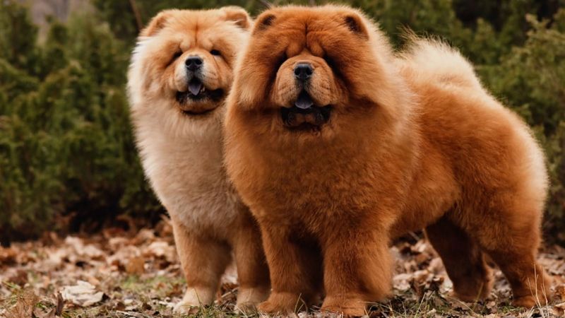 Chow Chow - Fluffy Exteriors Hiding Restricted Status