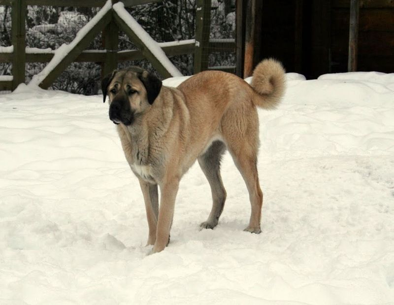 Kangal