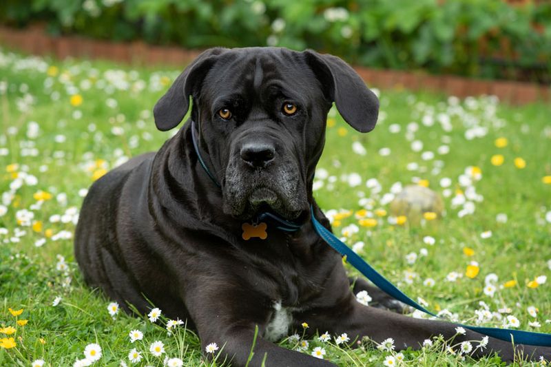 Cane Corsos