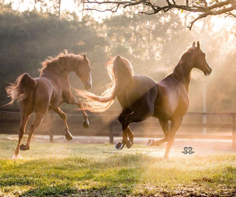 Hollywood's Equine Celebrities