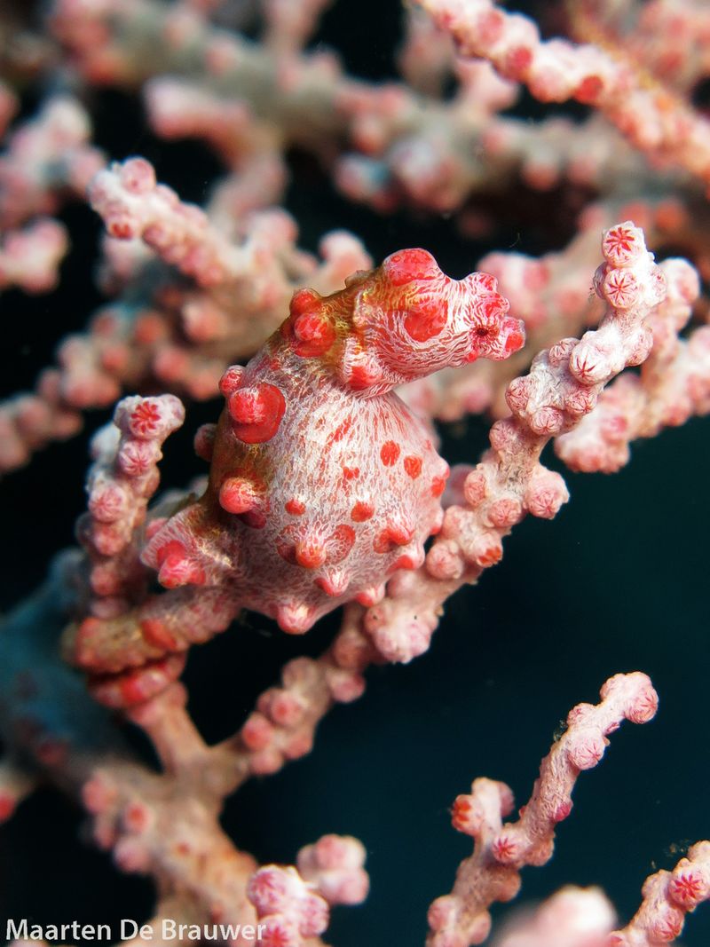 Master Mimics: Pygmy Pipehorses