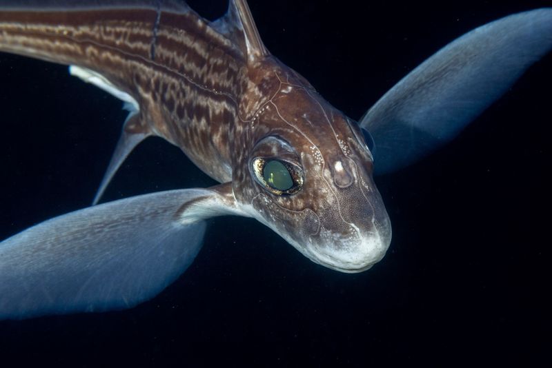 Eerie Eyes