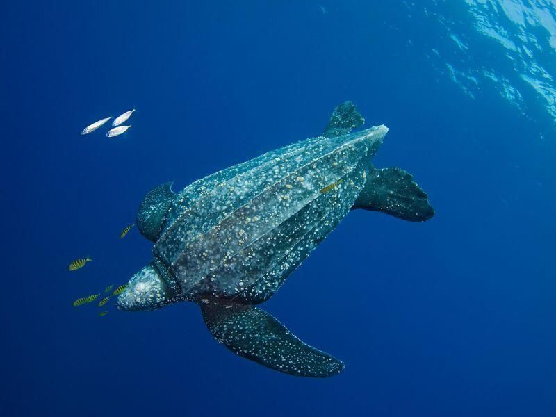 Speed Demons Of The Sea