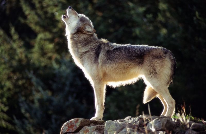 Overriding Tribal Sovereignty