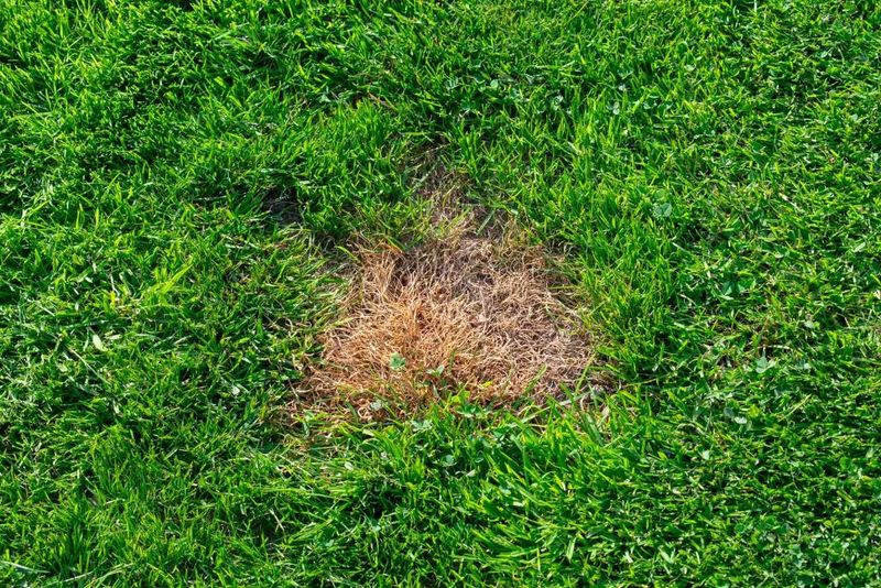 Promotes Unhealthy Lawn Growth
