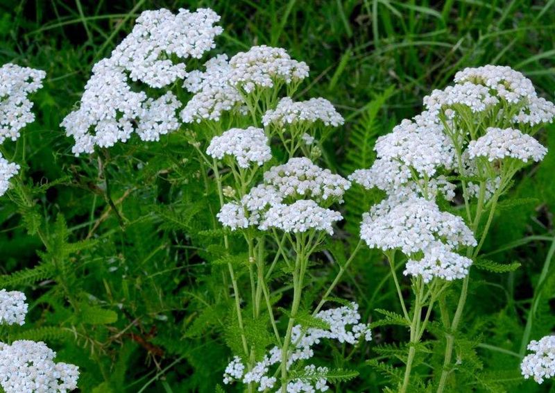 Fuzzy Yarrow Clusters