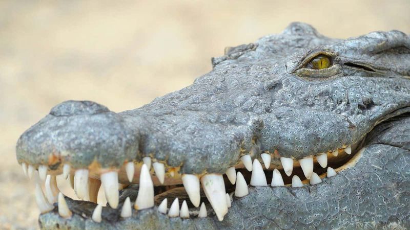 Cold-Blooded Indifference: Crocodiles