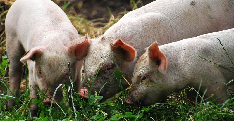 Pigs: Surprising Allies In Medicine And Farming