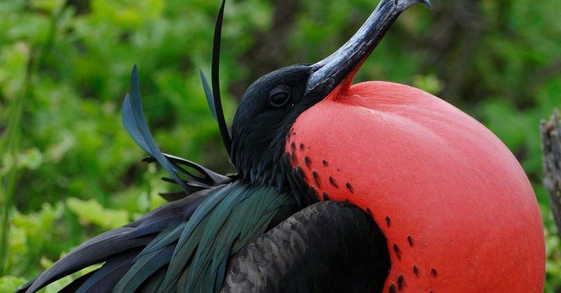Glowing Magnificent Frigatebirds